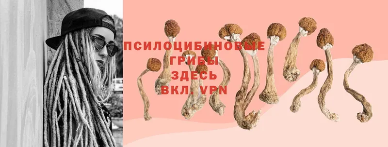 Галлюциногенные грибы Cubensis  Горбатов 